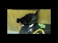 Adopt Boots at LHS!
