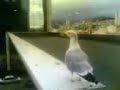 gulls vs pigeon : birds eating another bird!