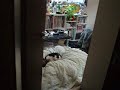 団子とあんこときなこはじめての3ショット