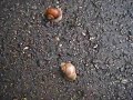 Schneckenrennen in riedenburg