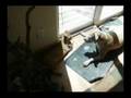 Pit Bull Attack (All's well that ends well)