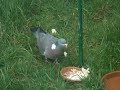 Wood pigeon at my feeder Wood pigeon at my feeder
