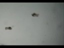 rotifer water