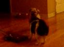 Dog Fight!