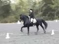 KFPS Friesian Stallion Erik 351 Dressage