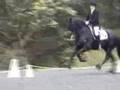 KFPS Friesian Stallion Erik 351 Dressage
