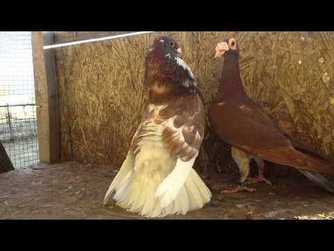 VIDEO DE PALOMA BUCHONAS video de paloma buchonas: