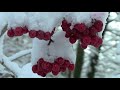 Winterimpressionen aus Mülheim-Ruhr