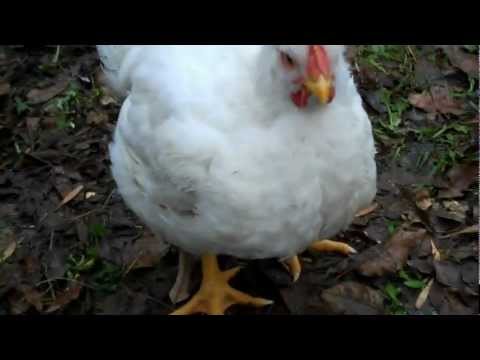 how to care broiler chicken