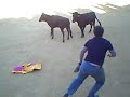 er gordito la cojida  (vaquilla azuaga 2008 )