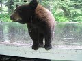 Little Visitor