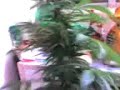Himalaya gold.....2 de 5 Himalaya gold.....2 de 5
