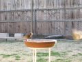 BirdBath Pt01