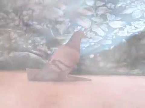 Paleontology Video