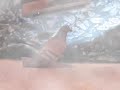 Paleontology Video Paleontology Video