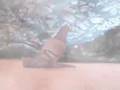Paleontology Video