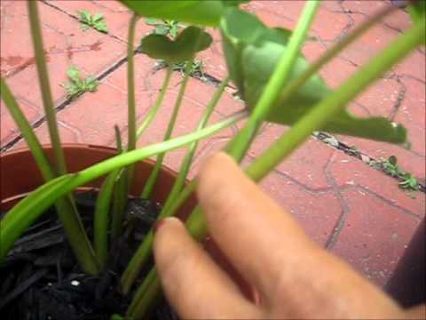 how to care for colocasia esculenta