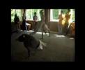 Capoeira Brincadeira Jogja clip 1