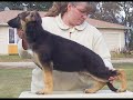 Whispawillow German Shepherds
