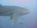 Whale Shark pt 1 Sail Rock Whale Shark pt 1 Sail Rock
