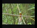 Tobago Birds Tobago Birds