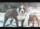 amstaff