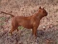 Amstaff ** American Staffordshire Terrier ** Pit bull Amstaff ** American Staffordshire Terrier ** Pit bull
