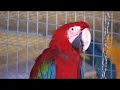 Loros Vilamazonia