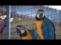 Loros Vilamazonia