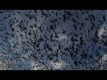 The Extreme Nature of Bats