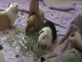 videos de Guinea Pigs - The Brood