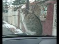 The Cat On My Car (Clio III)