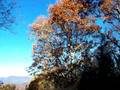 videos de Falling Leaves