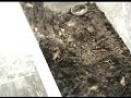 Poecilotheria regalis