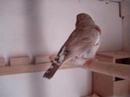 Cockatiels, Budgies & Finches Cockatiels, Budgies & Finches