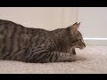 Mean Kitty - FULL Webisode One (Parts 1-3)