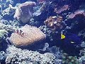 Clownfish and Palette Surgeonfish