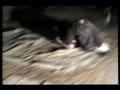 Extreme Psychopathic Wrestling (backyard wrestlng)