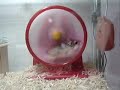Hampster!