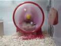 hampster!