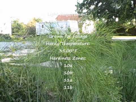 how to grow umbrella grass