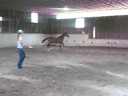 sapharia yearling by Ladys king