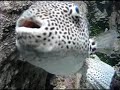 Visite aquarium trocad�ro