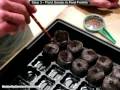 Grow Seeds Indoors | Seed Germination | Jiffy Peat Pellets