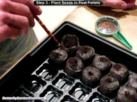 how to transplant jiffy pellets