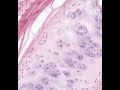 Shotgun Histology Trachea