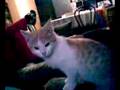 pobre gato de la vania!! (niia-chan!!)
