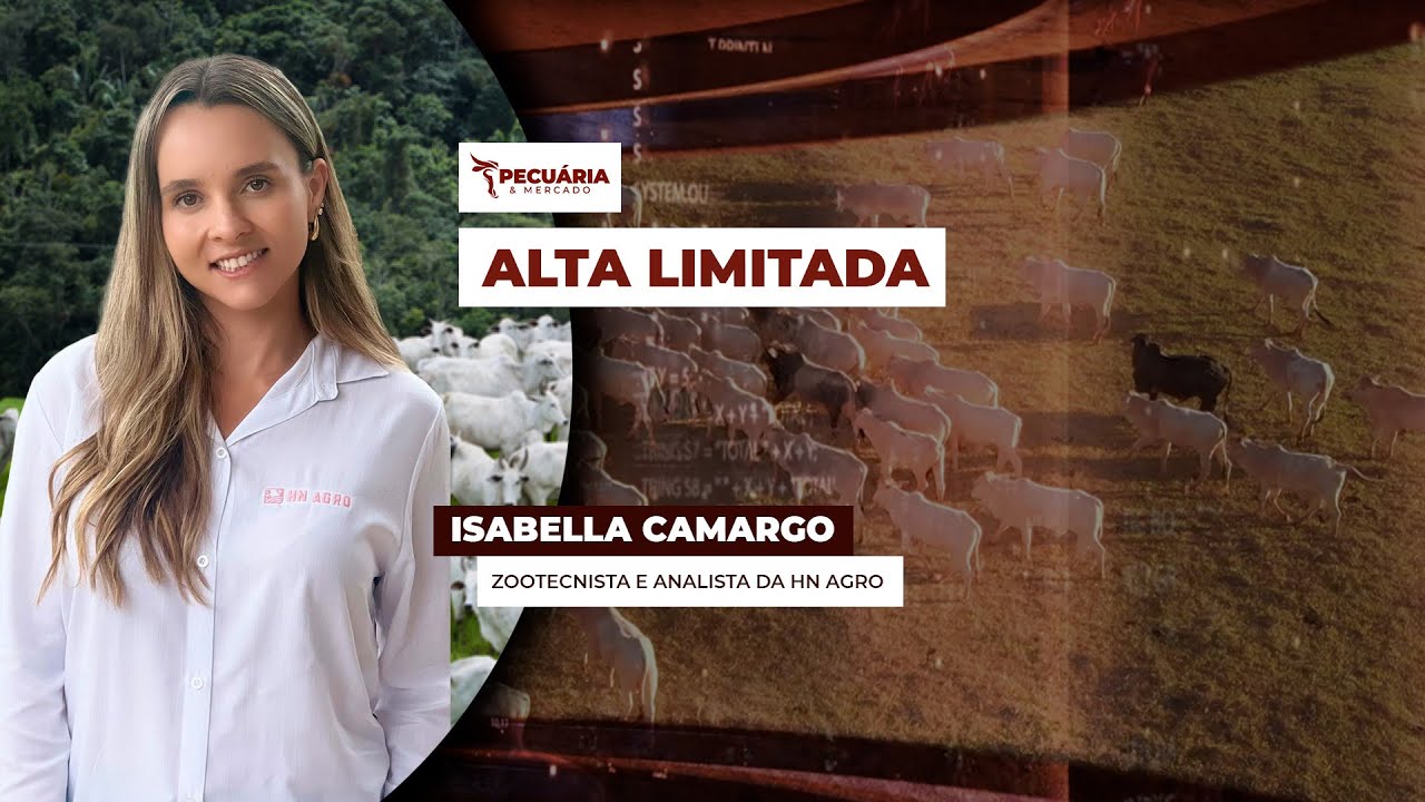 Tendência é de mercado truncado e com altas limitadas para arroba ao longo de setembro