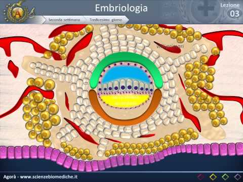 embriologia - Per una corretta visualizzazione del video, si consiglia attivare l'alta definizione (agendo sulla ruota dentata in basso a destra). La lezione teorica è qui...
