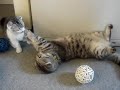 マンチカンのまる子とピ～子。子猫の相手は大変らしい。毎日こうして戦っているのだ・・・がんばれ、まる子。
